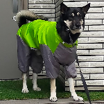 雨男犬