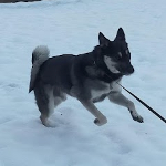 雪好き犬